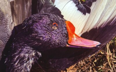 Argentina Ducks June 2025