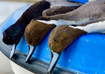 ducks04