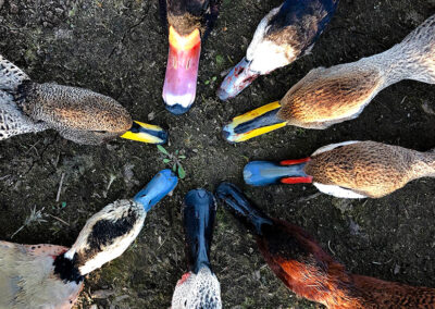 ducks10