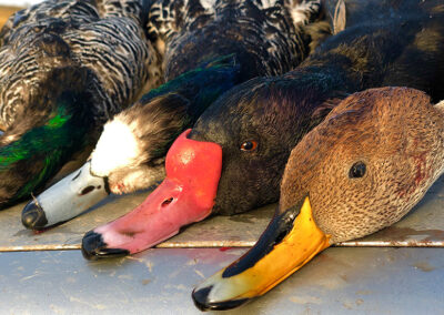 ducks14