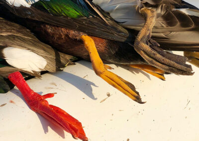 ducks16