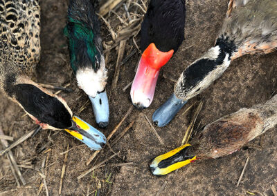 ducks19
