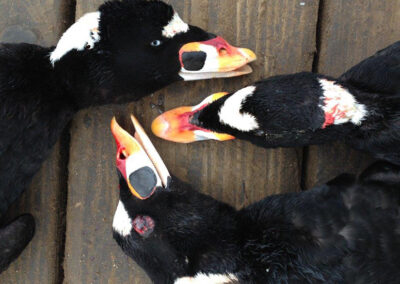 ducks20