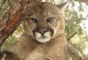 mountainLion_img04