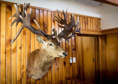 redstag02