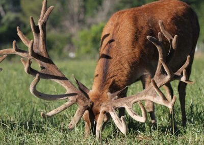 redstag07