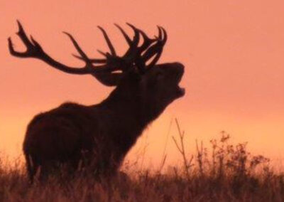 redstag08