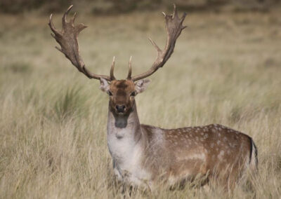 redstag09