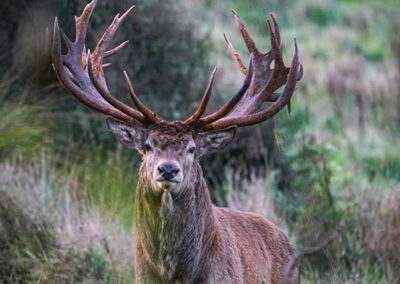 redstag17