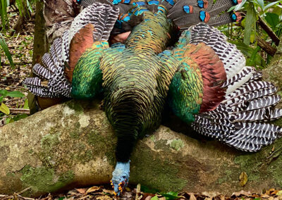 turkey06