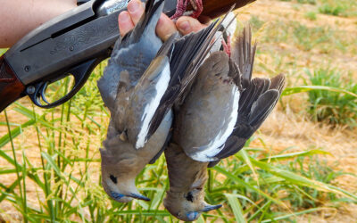 Mexico Whitewinged Dove hunt October 2025