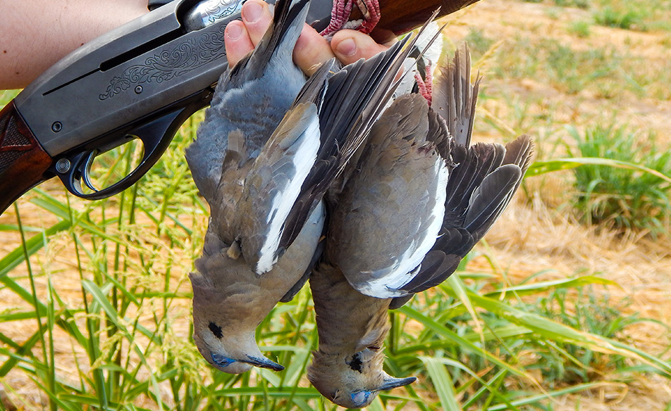 Mexico Whitewinged Dove hunt October 2025